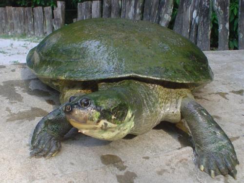  Tartaruga da Amazônia.(foto:Rômulo Alves)