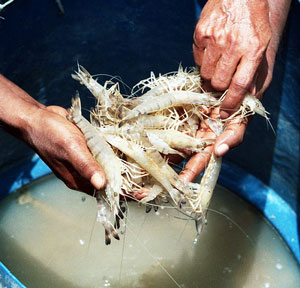 A carcinicultura marinha (criação de camarões) no Brasil, em 1996, teve uma produção inferior a 1 mil toneladas/ano. Crédito : Conservação Internacional