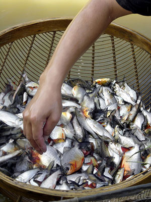 Pescados em Shichuan, na China. País tem a maior a aquicultura no planeta. Crédito: Conservação Internacional