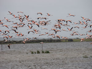 Flamingos. Crédito: Divulgação/Hotel Parque da Lagoa