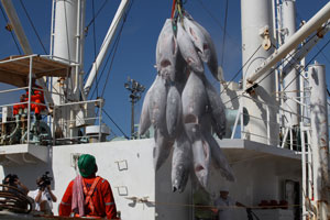 Embarcações podem congelar pescados a menos 60°C e ficar em alto mar por até três meses. crédito: Demis Roussos
