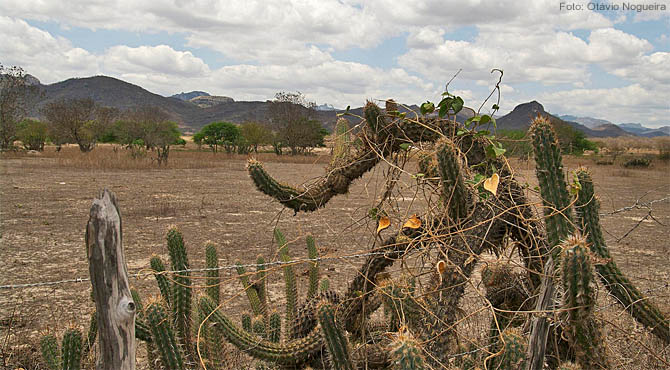 As propostas feitas para o bioma, há muito tempo marginalizado, incluem proteção à biodiversidade e esforços na convivência com a seca. (Foto: Otávio Nogueira)