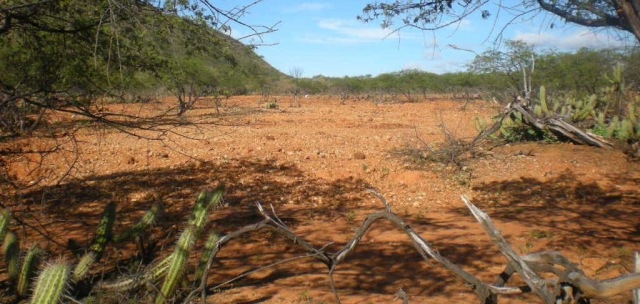 A terra seca do semiárido convive com seis meses com pouca chuva e seis meses sem chuvas. Esse ano as previsões não se confirmaram a seca é rigorosa. Foto: Celso Calheiros