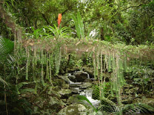 Mata Atlântica em Maquiné (RS). (Foto: Cleodir Mansan/ Fundação Biodiversitas)