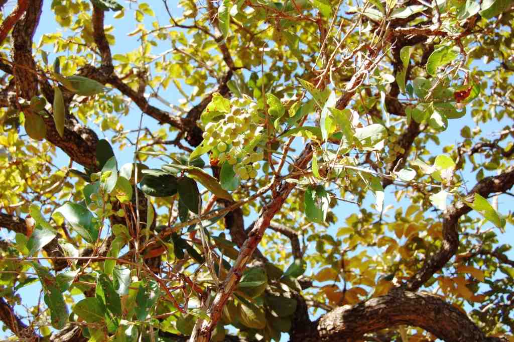 Árvore de murici. Um bom exemplo de uso de espécies do Cerrado. (fotos: Nathalia Clark)