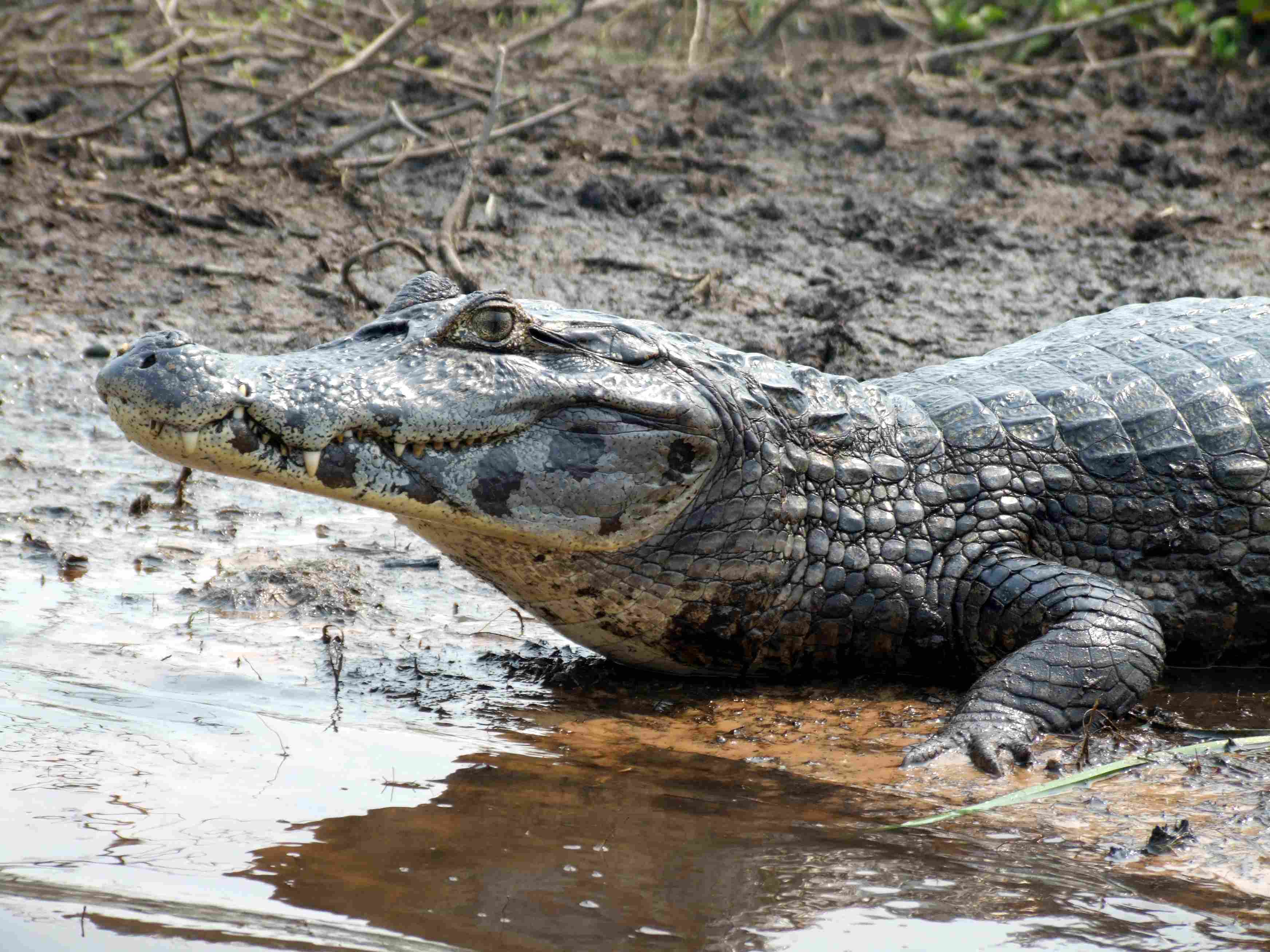 Jacaré-do-pantanal: proibição da caça gerou comércio clandestino (foto: Carlos Zucco)