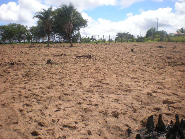 Terra úmida sobre a barragem subterrânea no Sítio da Malhada, Buíque. Foto: Celso Calheiros