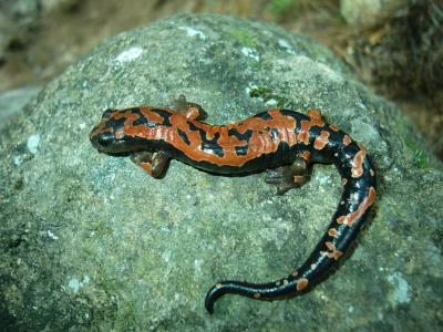 Bolitoglossa lincolni, uma das espécies de salamandras de San Marcos, na Guatemala, recentemente identificada com portadora da doença Crédito: Sean M. Rovito