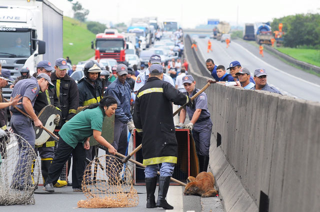 Macho jovem de onça-parda atropelado na rodovia Anhanguera, sendo resgatado, depois de anestesiado pela veterinária Cristina Adania, da Associação Mata Ciliar, em setembro de 2009.