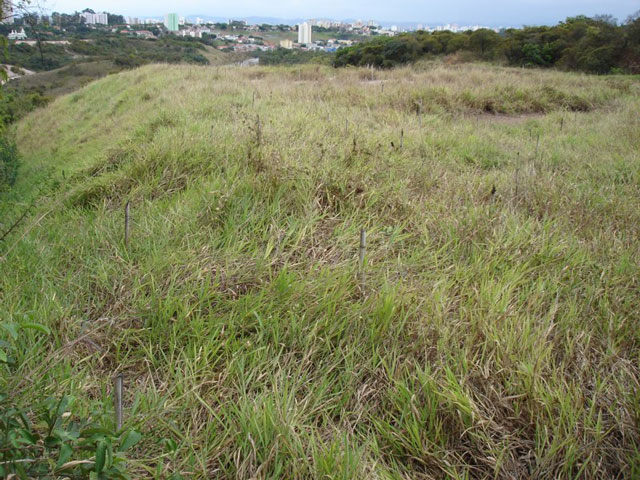 Projeto caro de restauração de Mata Atlântica após 5 anos. Todas as mudas plantadas foram sufocadas pela braquiária.