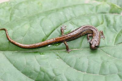 Pseudoeurycea rex, uma salamandra que teve a população muito reduzida em alguns locais da Guatemala. Crédito: Sean M. Rovito