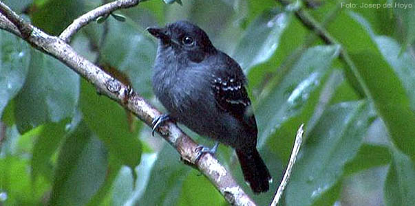 Choca-preta-e-cinza (Thamnophilus nigrocinereus), espécies diferenciadas podem desaparecer antes de serem conhecidas. Foto: Josep del Hoyo