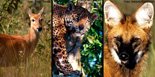 Cada um onde a natureza quis. Veado-campeiro, onça-pintada e lobo-guará são belíssimas espécies da fauna do Cerrado. Fotos, da esquerda para a direita, Fabio Olmos, Palê Zuppani e Adriano Gambarini