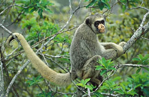 O rosto despigmentado do muriqui-do-norte. Há cerca de 1.200 deles na natureza, em sério risco de extinção. (Foto: Candisani & Pró-Muriqui)