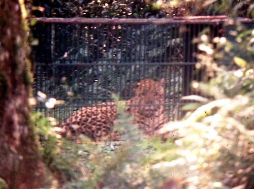 Macho adulto de onça-pintada monitorado por telemetria durante 10 meses no Parque Nacional do Iguaçu, entre 1993 e 1994. Esse animal foi re-capturado pelo projeto um total de 9 vezes, antes de seu sinal desaparecer (tendo provavelmente sido morto por caçadores)