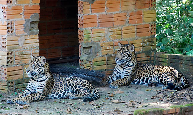 Dois machos subadultos de onça-pintada, muito provavelmente irmãos, muito à vontade junto às instalações do antigo canil na base do projeto, em foto tirada na semana passada (foto Apolônio Rodrigues)