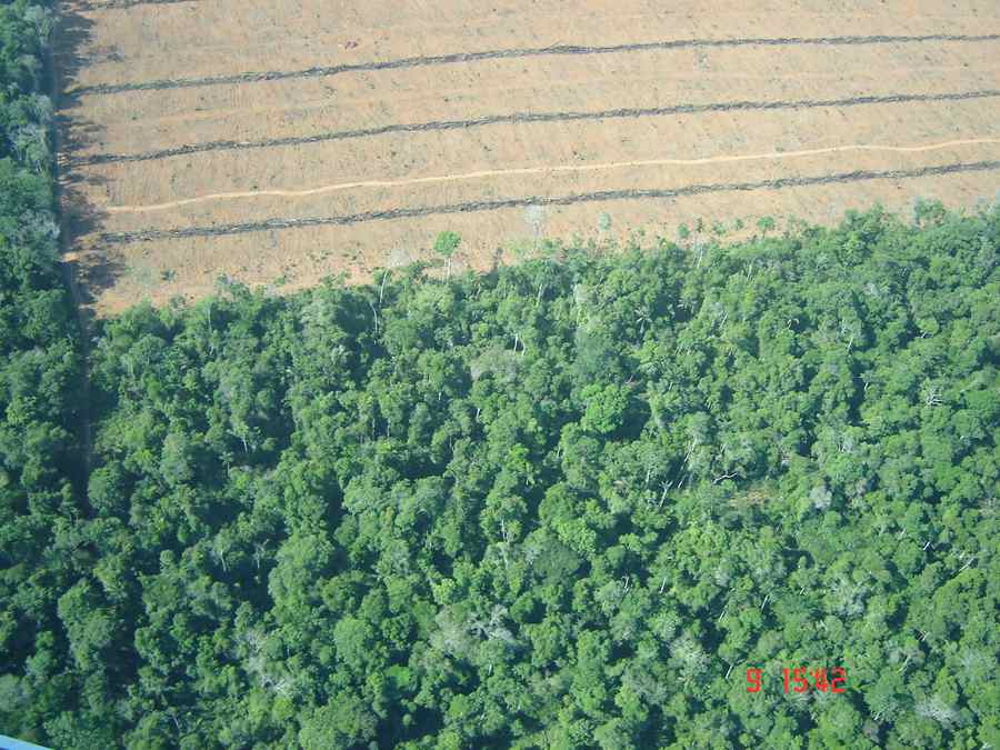 Floresta X agricultura. Assim funciona o Mato Grosso (foto: Andreia Fanzeres)