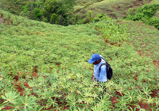 Plantio de mandioca no Haiti. foto: Nick Hobgood