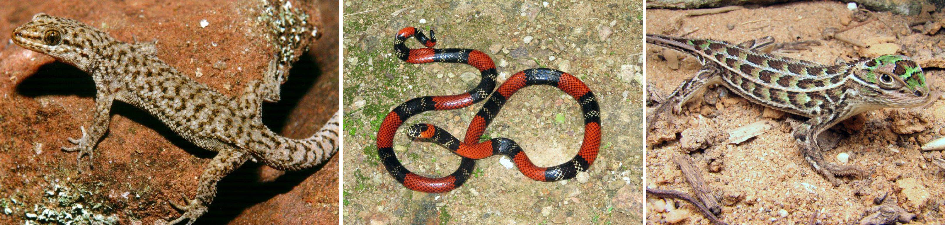 Raros: lagartixa Homonota uruguayensis, a cobra-coral Micrurus silviae e o lagarto Stenocercus azureus. fotos: Marcio Borges Martins