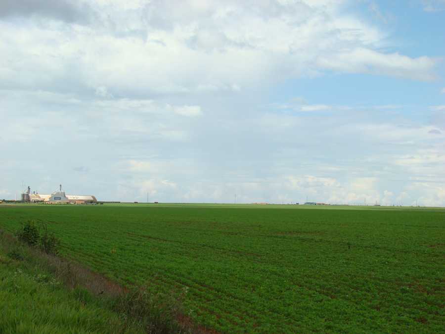 Soja, paisagem de Mato Grosso. (Foto : Andreia Fanzeres)