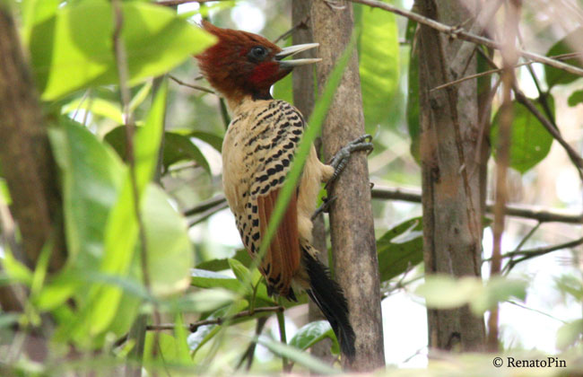 Crédito: Renato Pinheiro