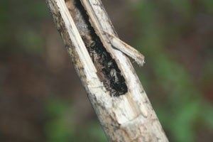 Crédito: Gabriel Leite