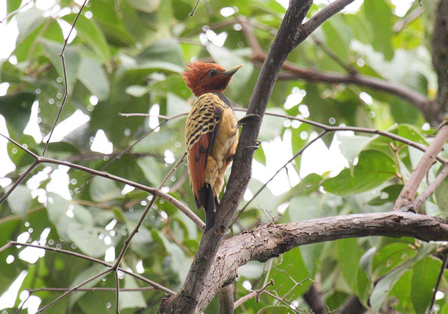 Fêmea. Crédito: Renato Pinheiro