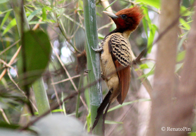 Macho. Crédito: Renato Pinheiro