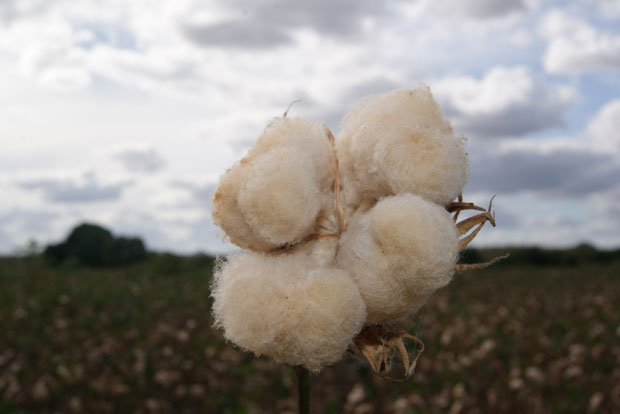 Algodão BRS Topásio, melhoramento feito pela Embrapa. Esperança é que variedade orgânica diminua uso de inseticidas. (foto: Flávio Tôrres de Moura)