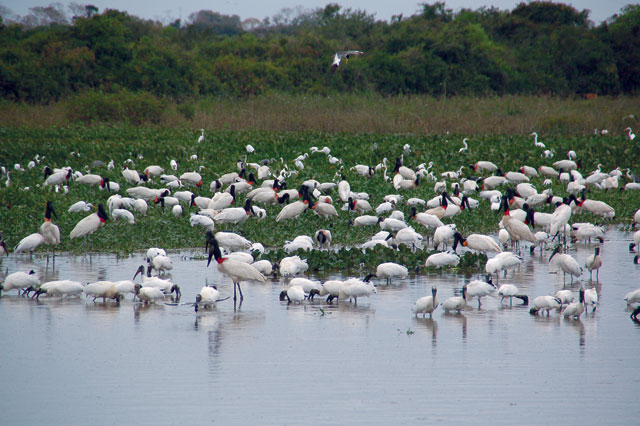 No livro - Tuiuiu, ave típica nas áreas alagadas do Cerrado e Pantanal.  Foto : Jenny Bowman