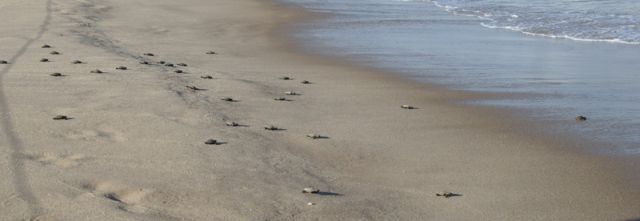 A corrida pela vida: filhotes a caminho do mar (foto Ibama/divulgação)