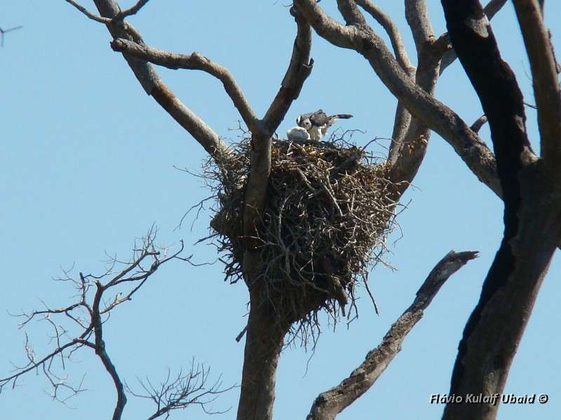 Ninho localizado no pantanal: a fêmea e seu filhote (foto: Flávio Kulaif Ubaid)