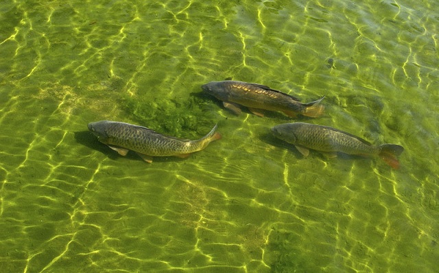 Conhecida como carpa húngara, a Cyprinus carpio é uma das espécies liberadas para criação em reservatórios. Foto: wikimédia