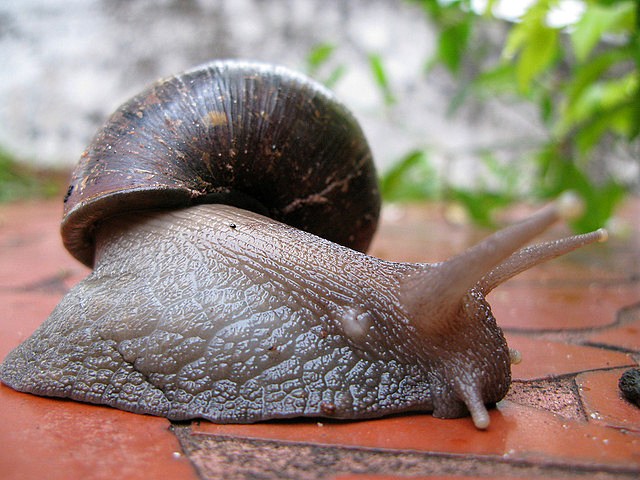 Caramujo-gigante-africano (Achatina fulica) dominou o Brasil. Foto: VenturaB