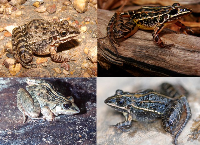 Semelhança de espécies pertencentes a um mesmo grupo taxonômico (no caso, grupo de Leptodactylus fuscus). Da esquerda para a direita, de cima para baixo: Leptodactylus cunicularius, L. furnarius, L. fuscus e L. tapiti. Fotos: Reuber Brandão e Rafael de Sá (L. tapiti)