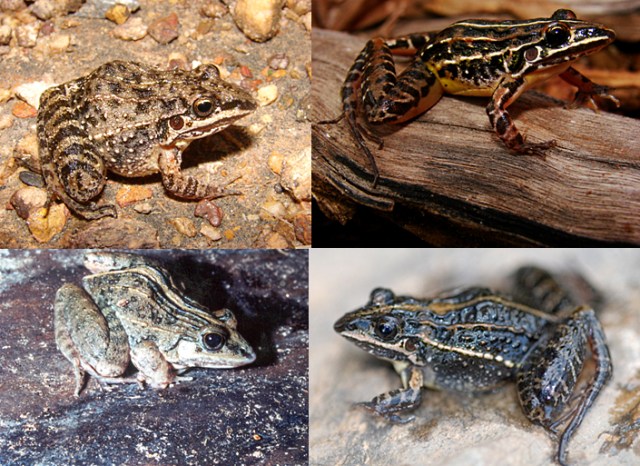 Semelhança de espécies pertencentes a um mesmo grupo taxonômico (no caso, grupo de Leptodactylus fuscus). Da esquerda para a direita, de cima para baixo: Leptodactylus cunicularius, L. furnarius, L. fuscus e L. tapiti. Fotos: Reuber Brandão e Rafael de Sá (L. tapiti) 