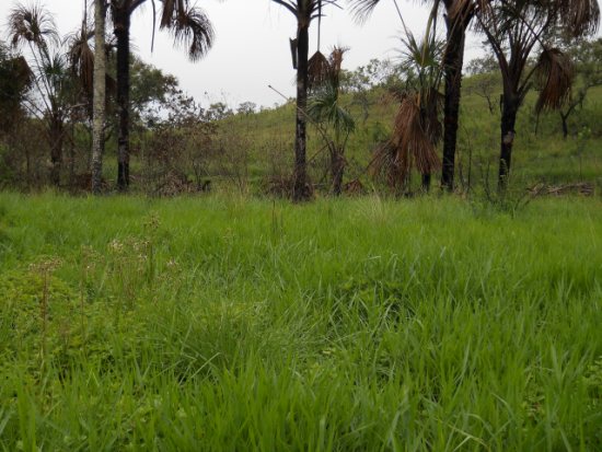 Invasão de braquiária no cerrado em Goiás. foto: Instituto Hórus