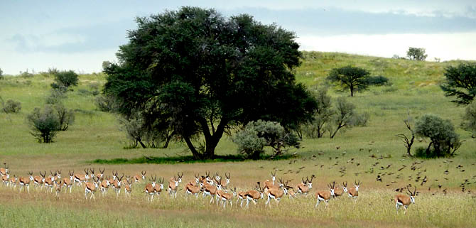 O leito seco do rio Nossob é um oásis de vida em meio ao semi-árido do Kalahari (Foto: Pedro da Cunha e Menezes)