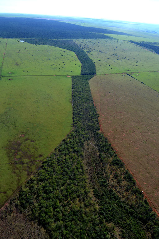 Corredor de mata plantado. Pontal do Paranapanema. Foto: Laury Cullen Jr./Arquivo IPÊ