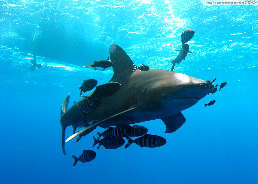 Graças a dois atos a favor da conservação, o galha-branca pode nadar mais aliviado, na companhia de um fiel cardume de peixes-piloto. Foto: Nicolai Johannesen/Flickr