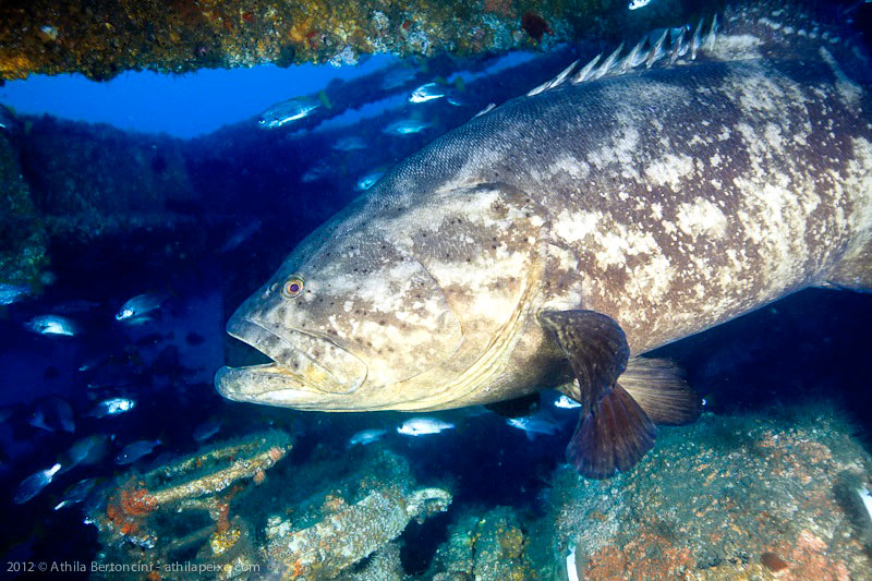 O mero frequenta locais escuros como tocas submarinas, fundo de pedras, locais de naufrágios e até mesmo plataformas, como na foto. Crédito: Athila Bertonchi