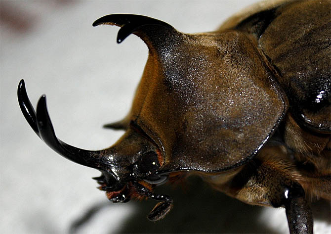 Um [/i]Megasoma anubis[/i] macho exibe seu chifre. Foto: David Falaschi/Flickr