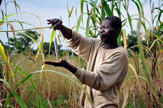 A seca na África está dificultando a agricultura, principalmente o cultivo de milho em Ghana. Foto: Neil Palmer / CIAT
