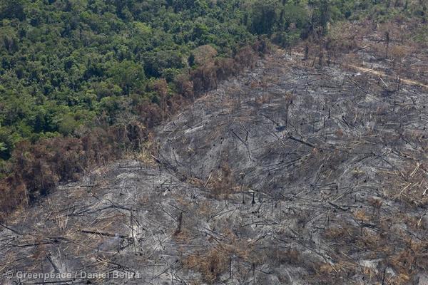 Foto: © Greenpeace / Daniel Beltrá