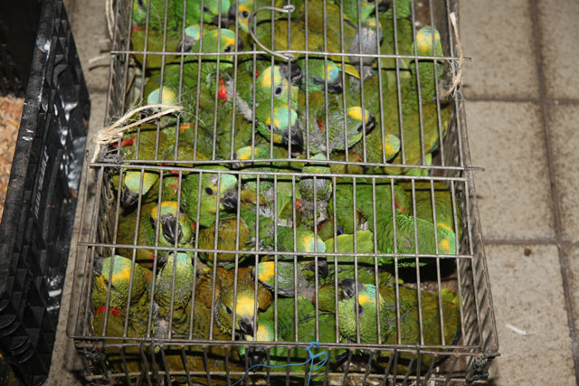 Papagaios-verdadeiros apreendidos na maior apreensão contra o tráfico de aves realizada no Sertão de Pernambuco. Foto: Assessoria de Comunicação/IBAMA-PE