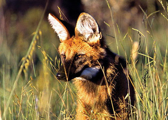 Lobo Guará, espécie ameaçada, habita os campos e matas da Serra da Canastra. Foto: Adriano Gambarini | Clique para ampliar