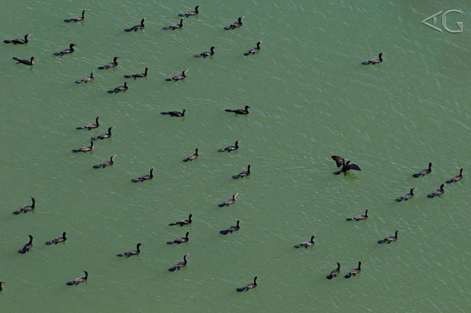 Grupos de biguás e outras aves usam a região como abrigo e dormitório.