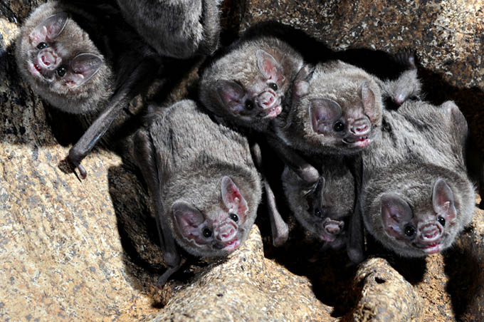 Grupo de morcego Desmodus rotundus.