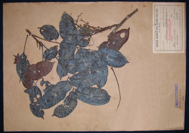 Exemplar do Muiracatiara (Astronium lecointei Ducke) no catálogo do Museu Goeldi.
