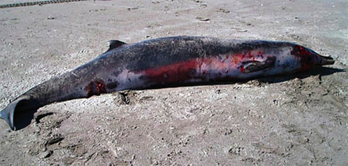 Baleia-bicuda-de-bahamonde (Mesoplodon traversii). Suposta extinta e nunca antes vista, foi encontrada morta junto com um filhote. Até serem feitos os exames de DNA, foi confundida com a bicuda-de-gray. (Foto: Governo da Nova Zelândia)